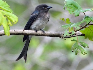  - White-bellied Drongo