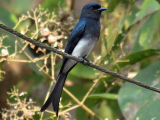 - White-bellied Drongo