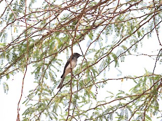  - White-bellied Drongo