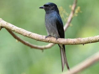  - White-bellied Drongo