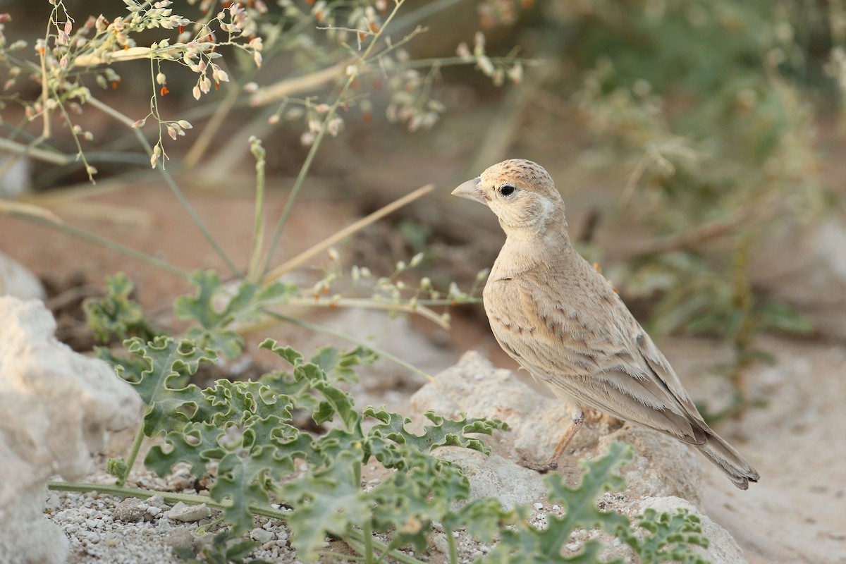 Black-crowned Sparrow-Lark - Khalifa Al Dhaheri