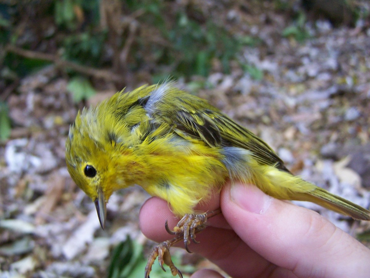 Yellow Warbler (Northern) - Jeffrey McCrary