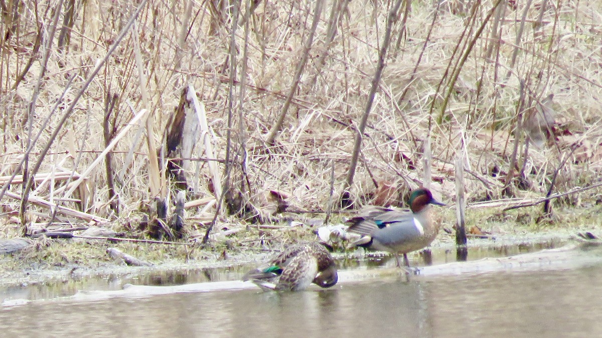 Green-winged Teal - ML148003511