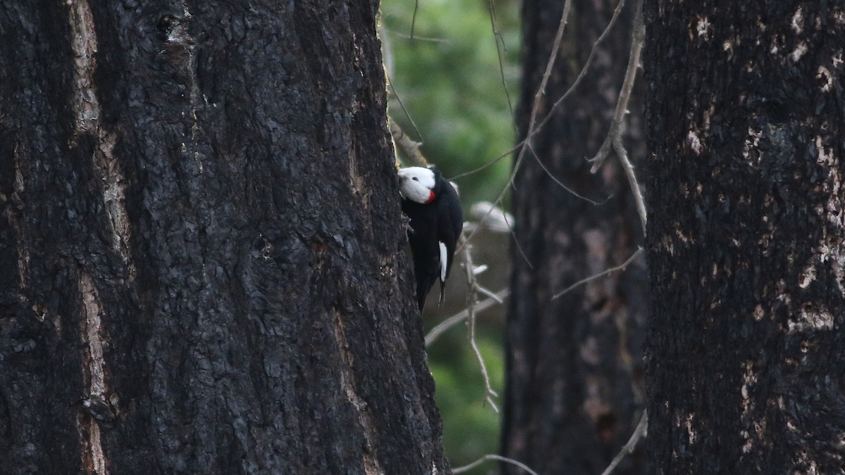 White-headed Woodpecker - ML148005181