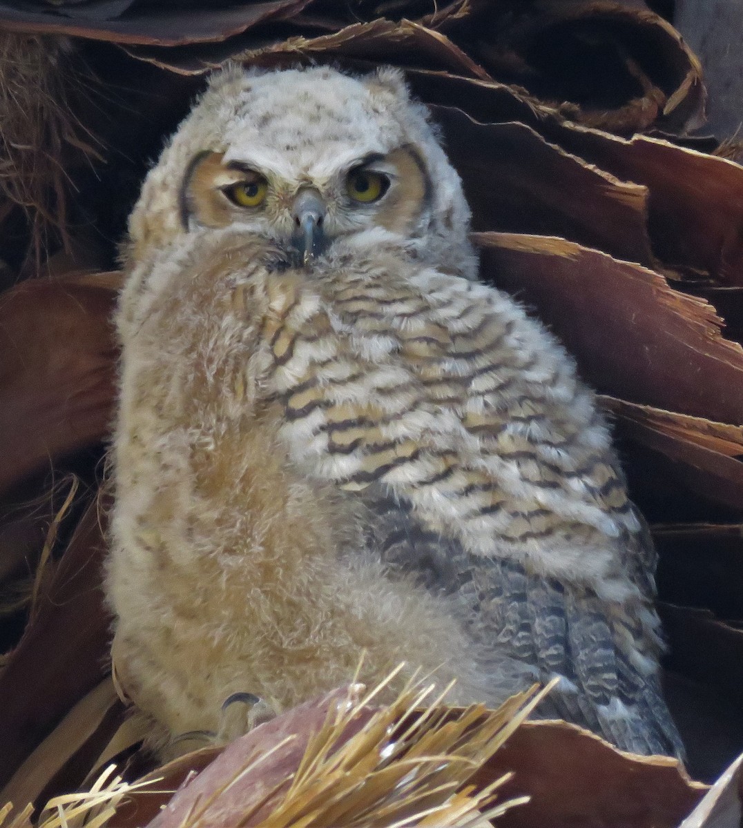 Great Horned Owl - ML148007401