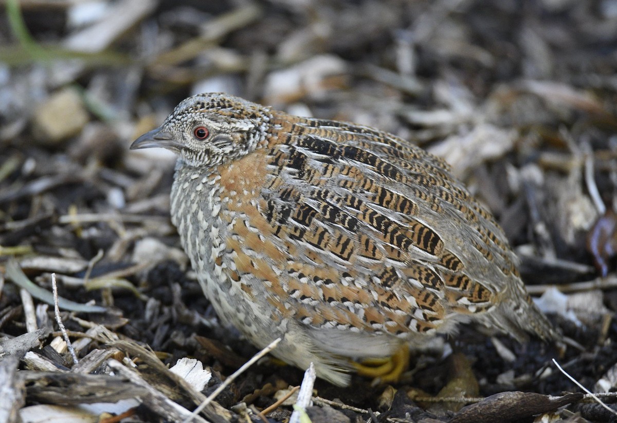 Painted Buttonquail - Betty Ray