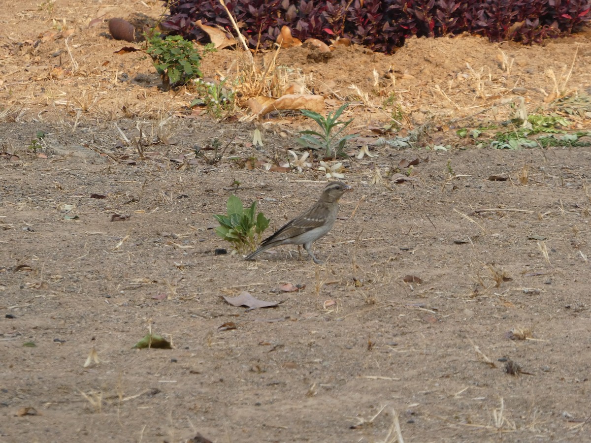 Yellow-throated Bush Sparrow - Matthias Bachmann