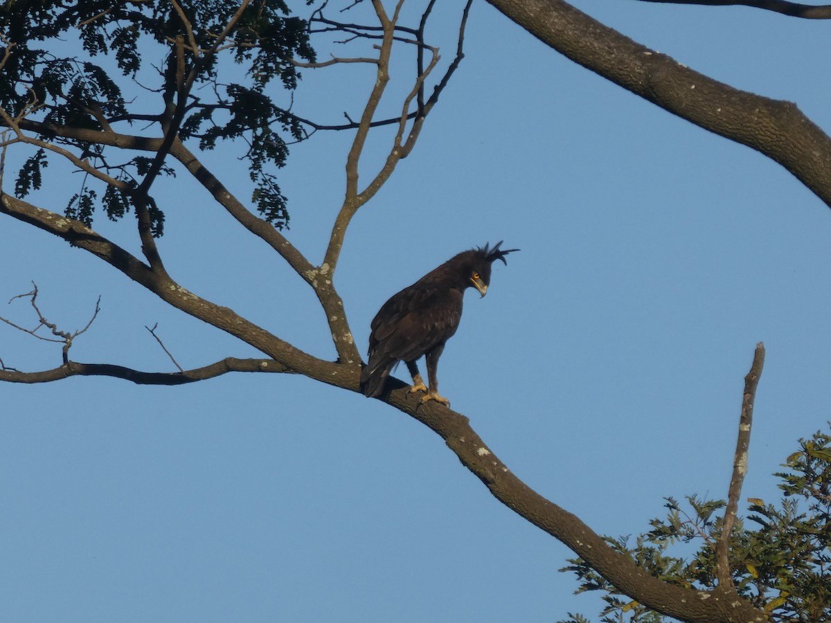 Long-crested Eagle - Matthias Bachmann