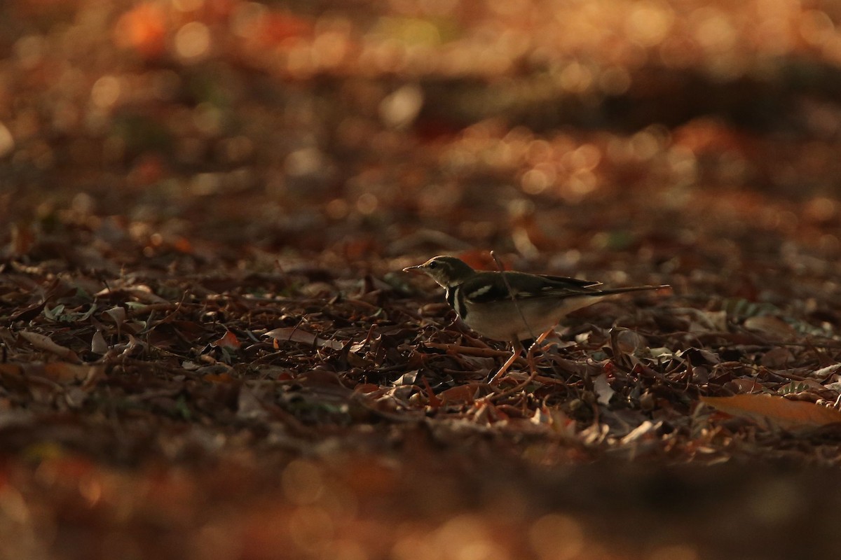 Forest Wagtail - ML148013241