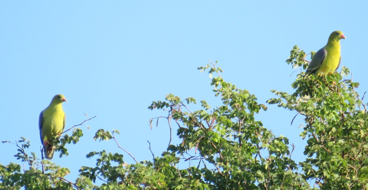 African Green-Pigeon - ML148014711