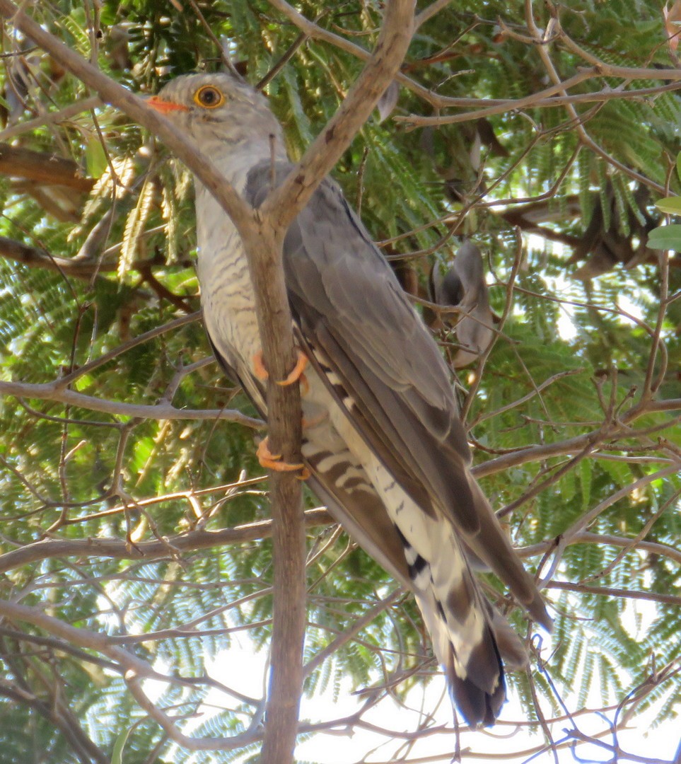 African Cuckoo - George and Teresa Baker