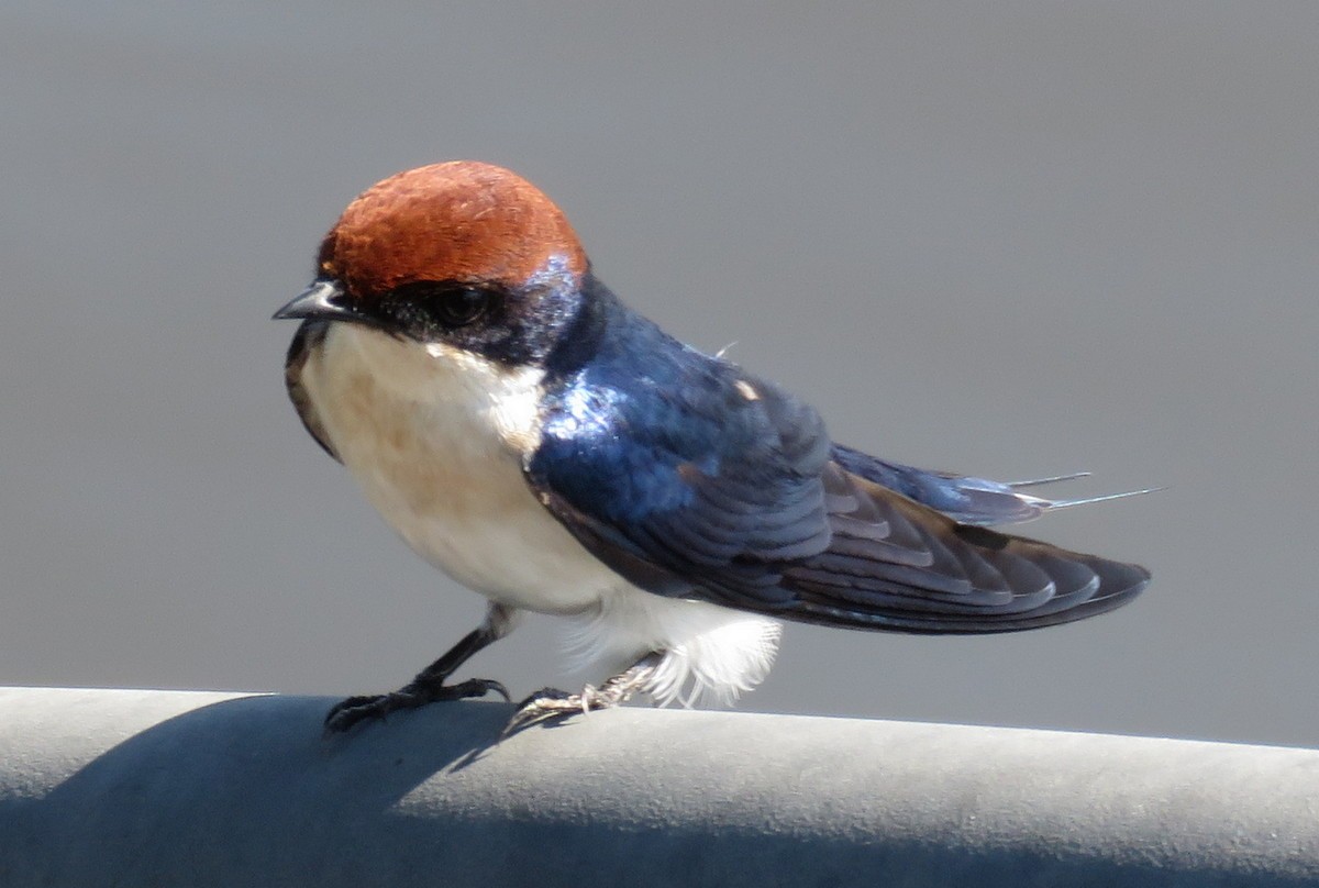 Wire-tailed Swallow - ML148014801