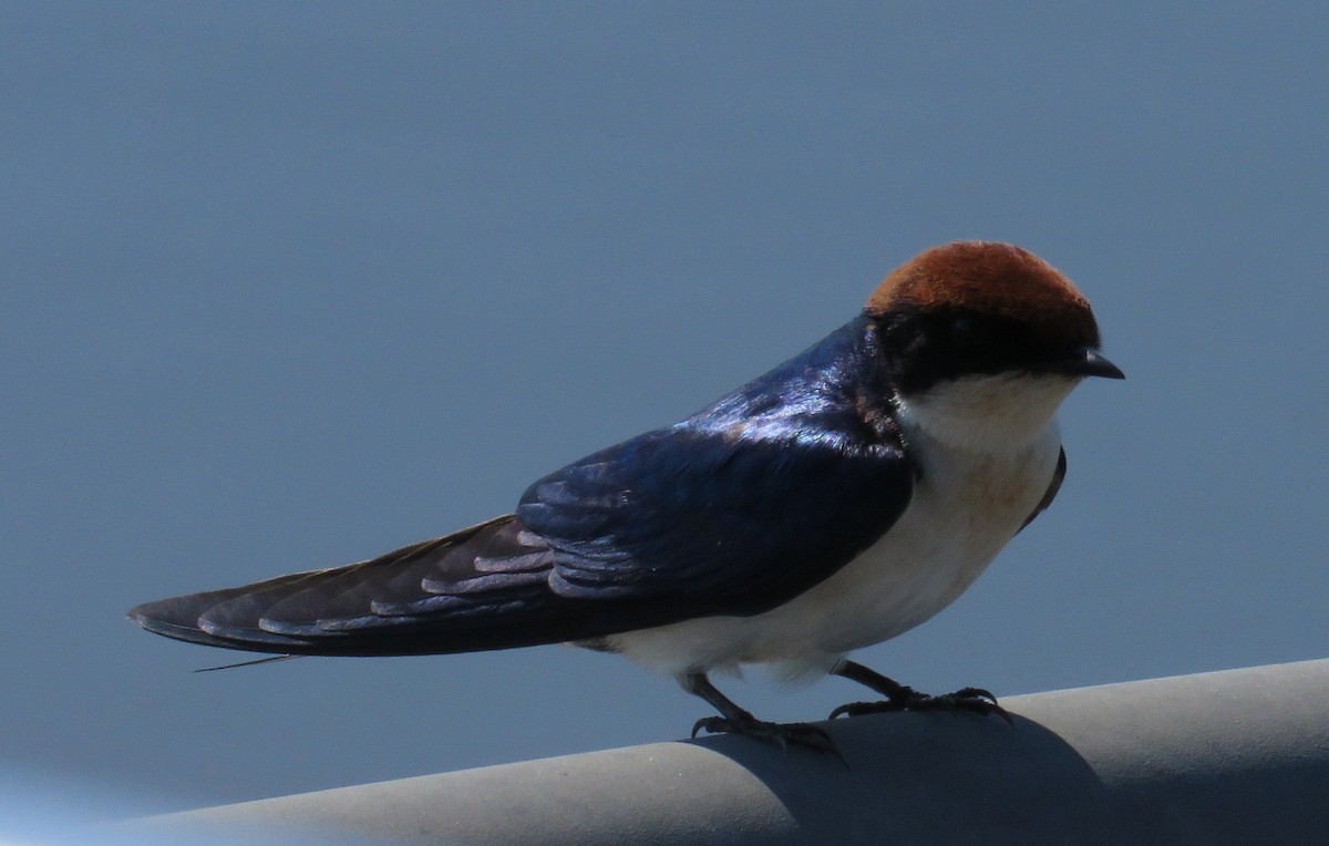 Wire-tailed Swallow - ML148014811