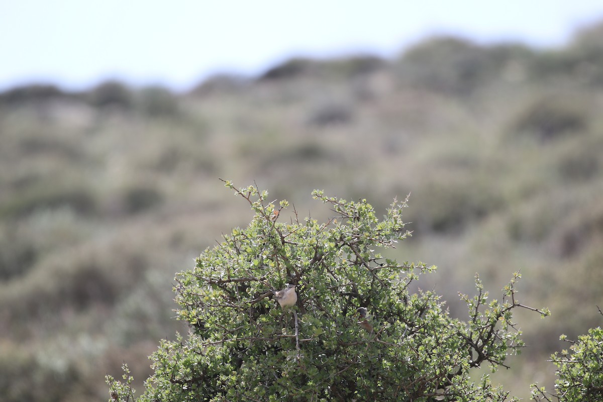 Eastern Subalpine Warbler - Yehonatan ben aroia