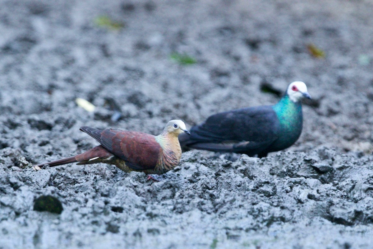 Sultan's Cuckoo-Dove (Sulawesi) - Simon Mitchell