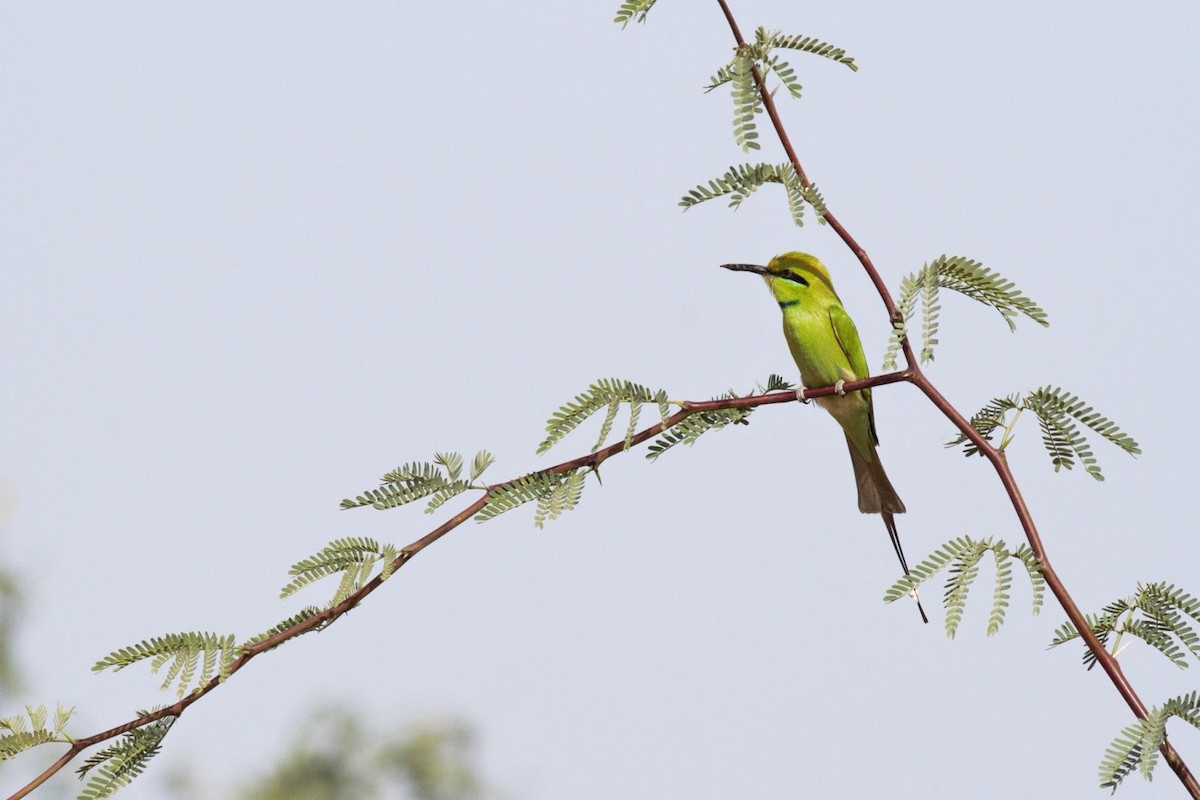 African Green Bee-eater - ML148018711