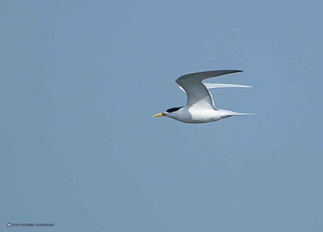 Great Crested Tern - Rogério Rodrigues