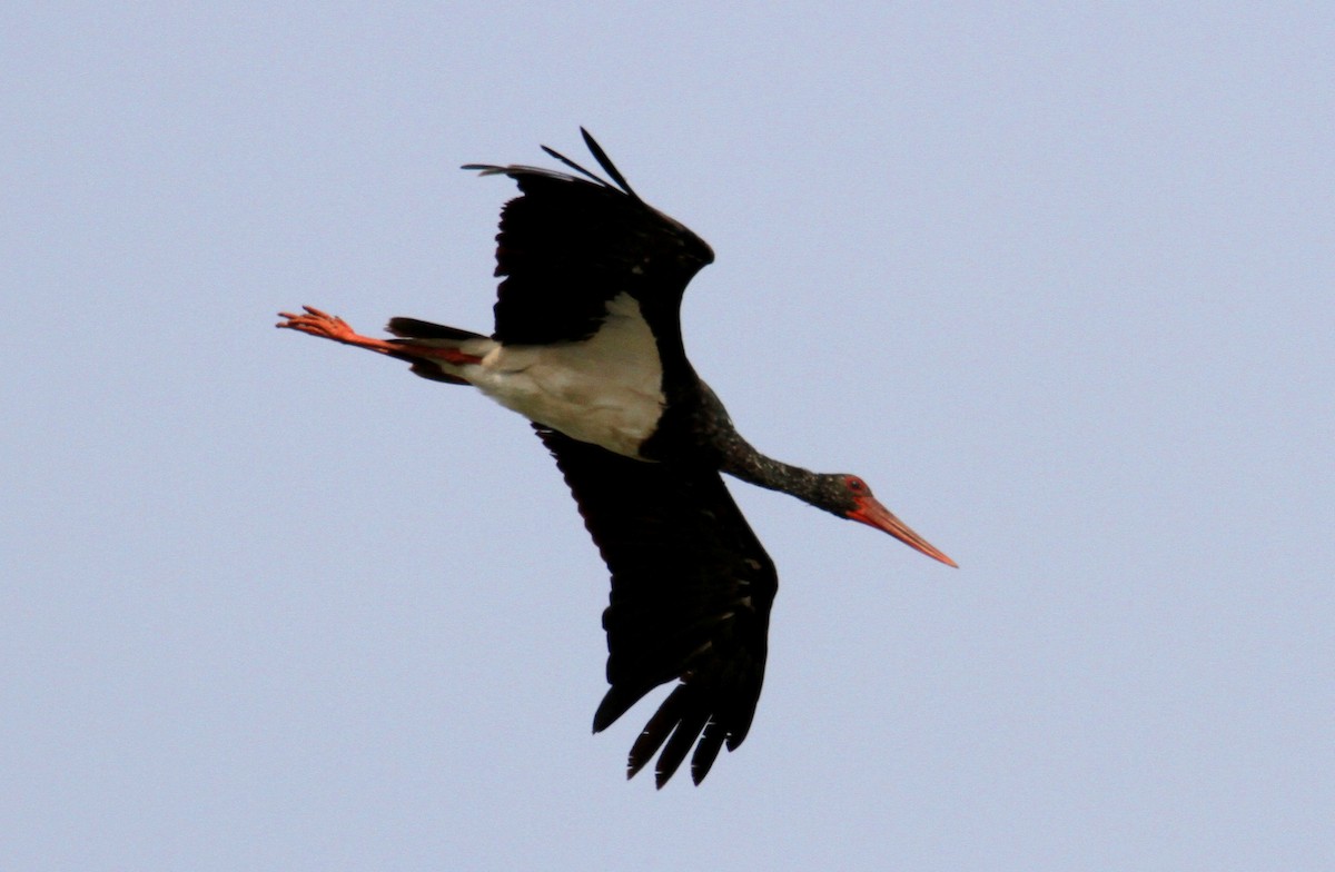 Black Stork - yuda siliki
