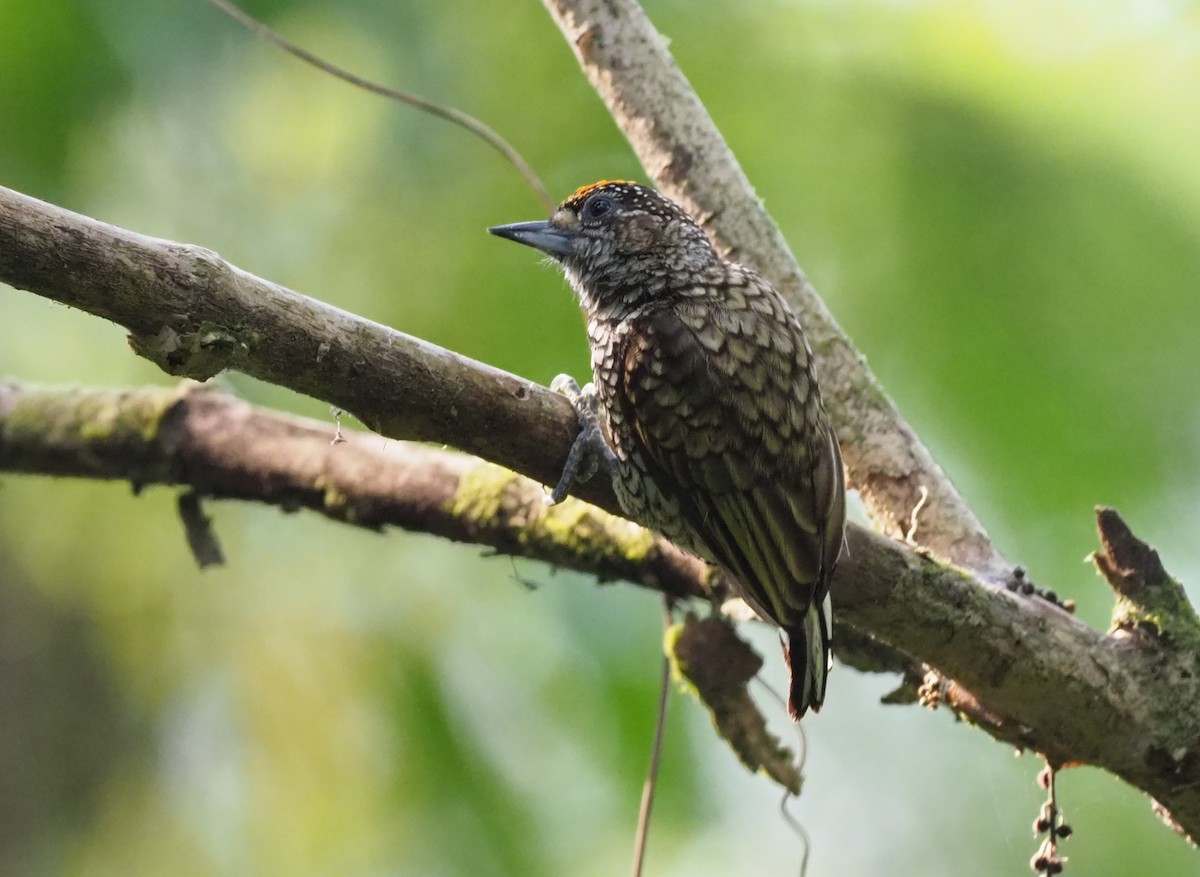 Scaled Piculet - Stephan Lorenz
