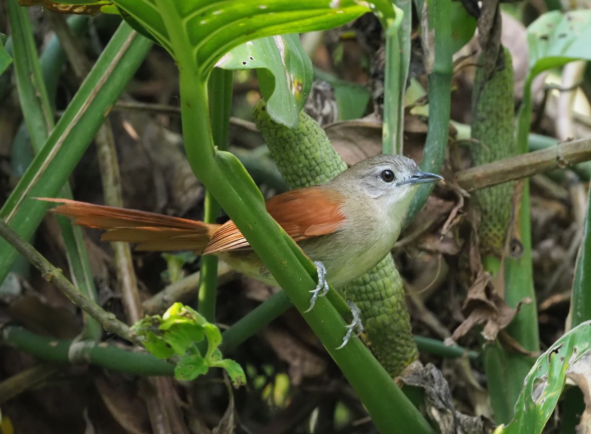 Plain-crowned Spinetail - ML148027011
