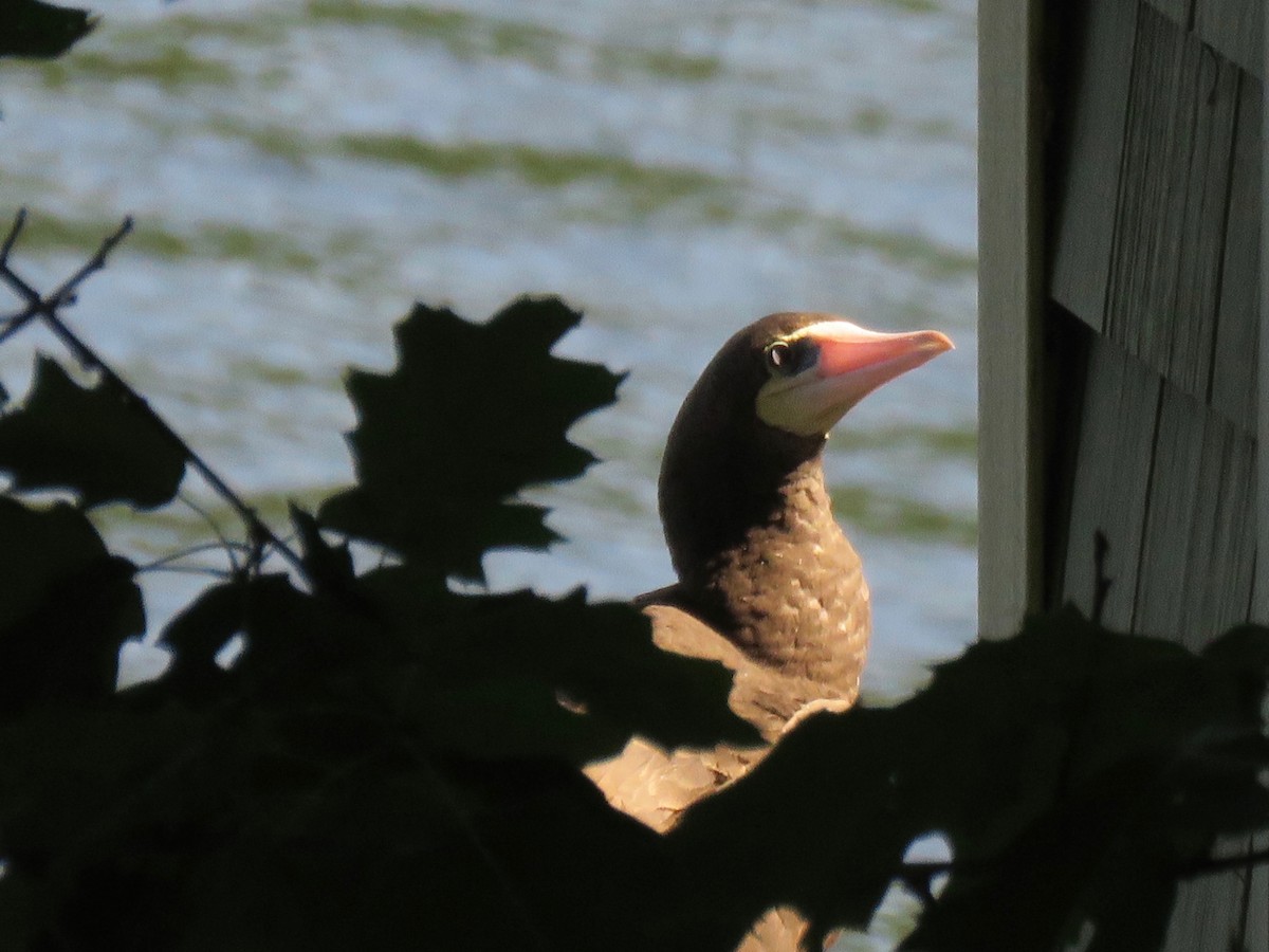 Brown Booby - ML148029311