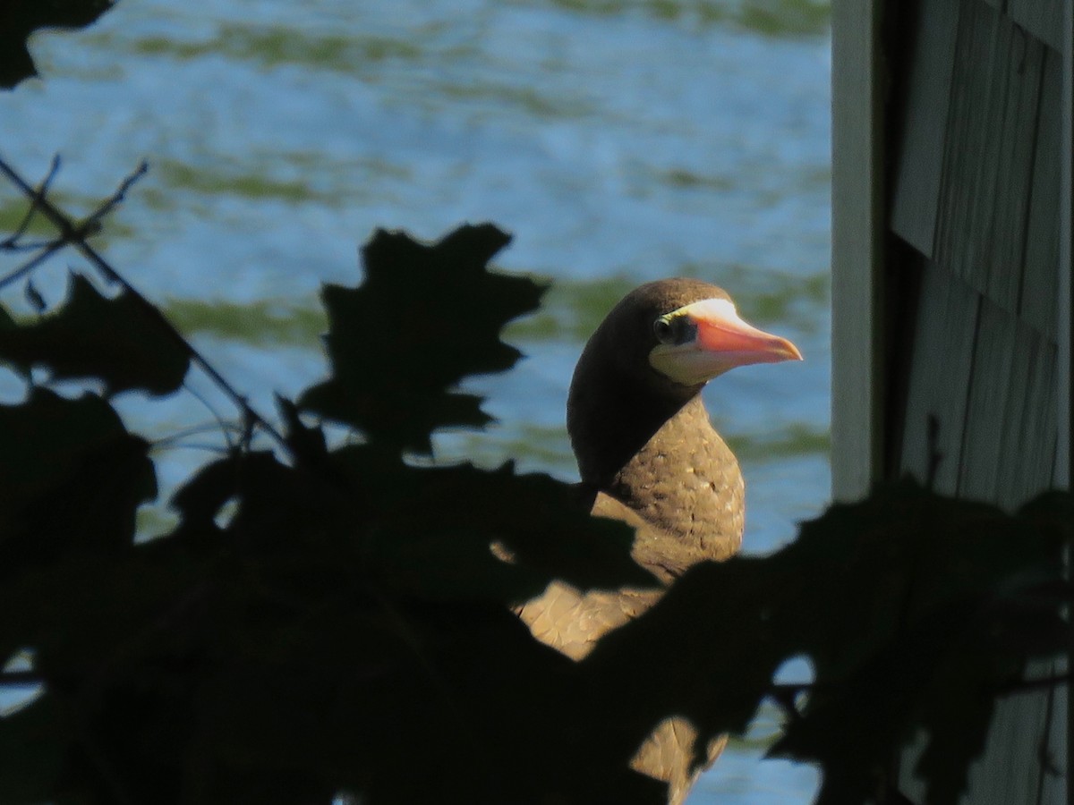 Brown Booby - ML148029321