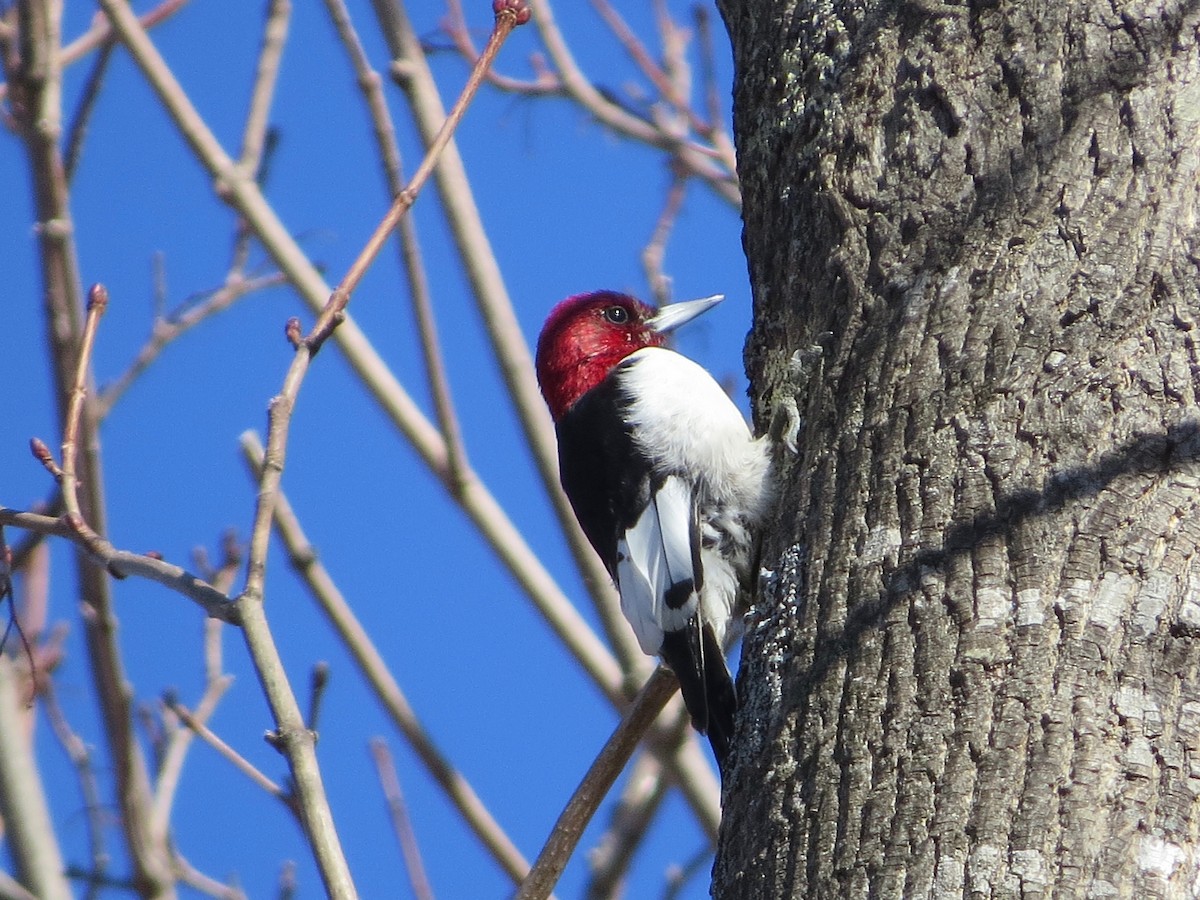 Red-headed Woodpecker - ML148030471