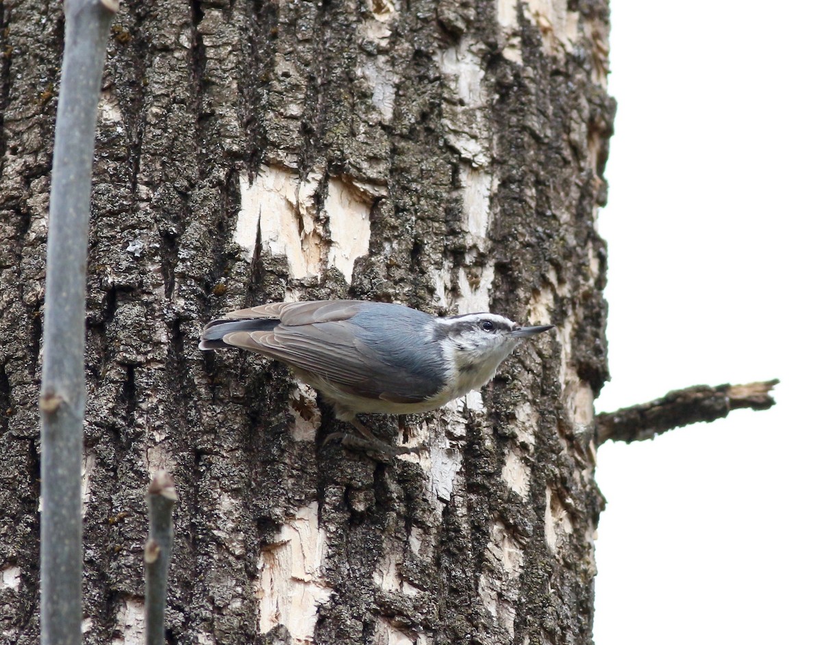 Red-breasted Nuthatch - Theo Staengl