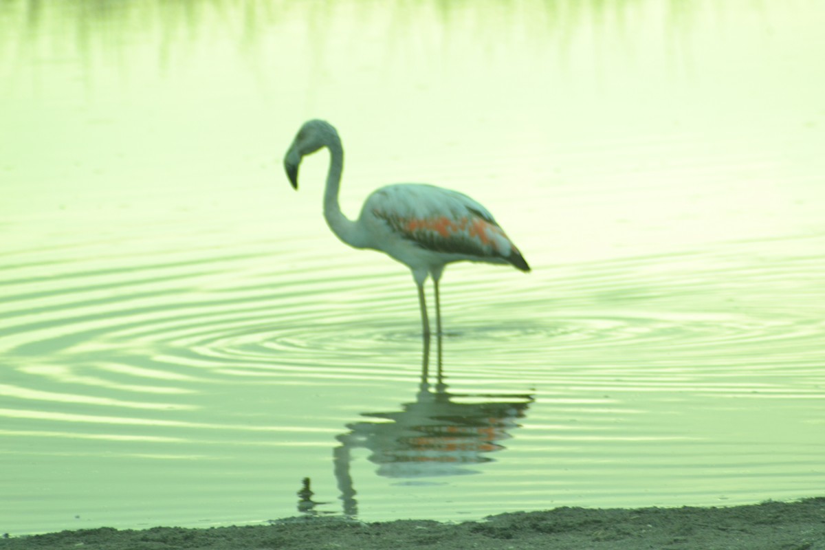 Chilean Flamingo - Gabriel Pulgar Guardiola