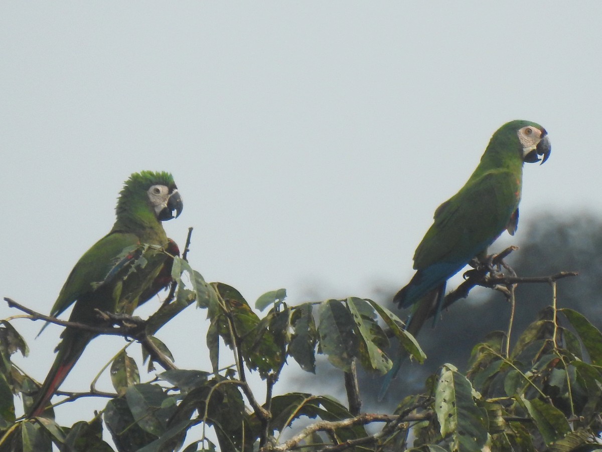 Chestnut-fronted Macaw - ML148037301