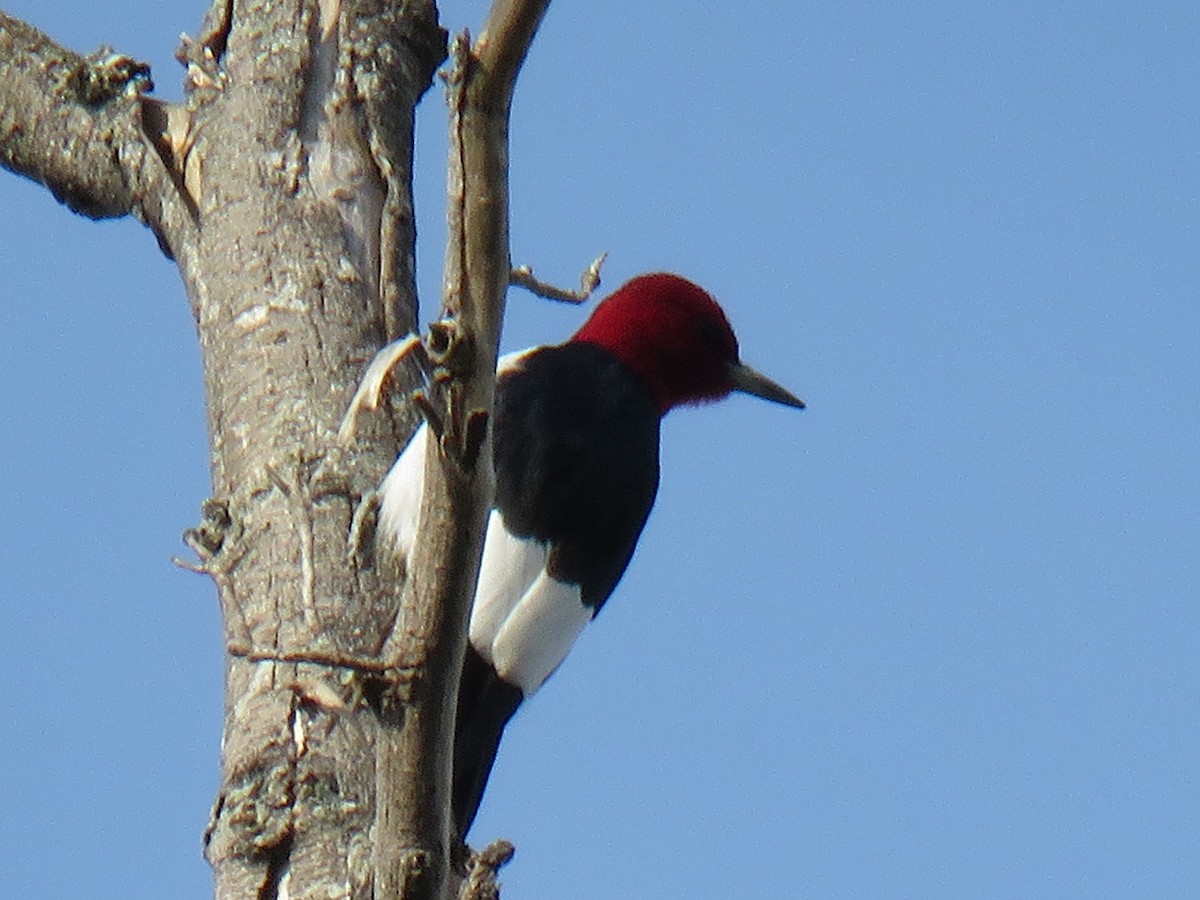 Red-headed Woodpecker - ML148038441