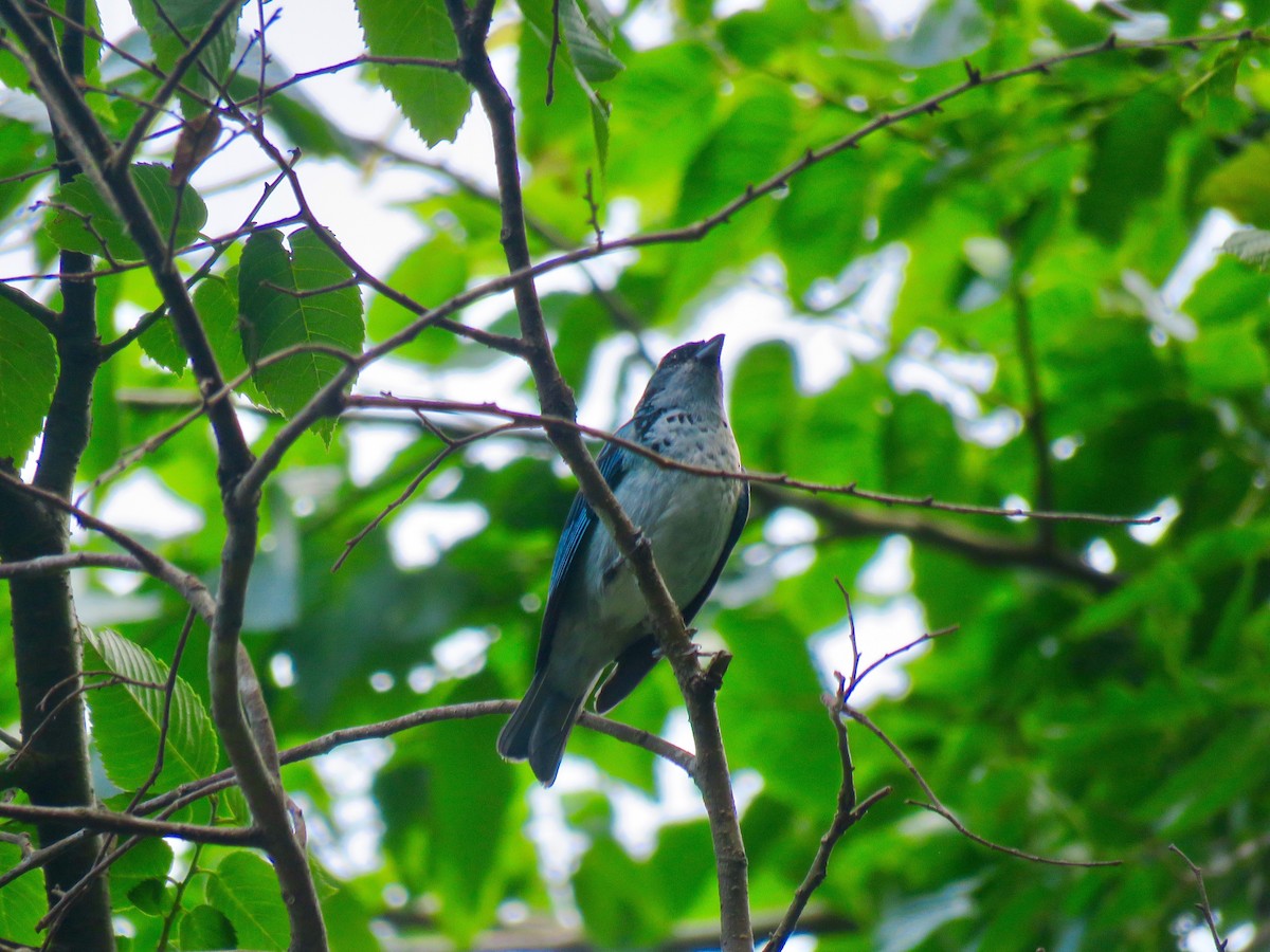 Azure-rumped Tanager - ML148040511
