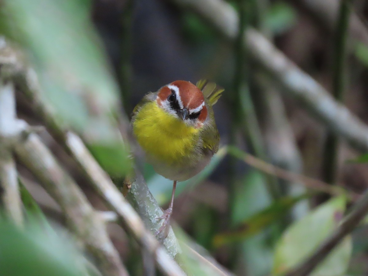 Rufous-capped Warbler (rufifrons Group) - ML148041551
