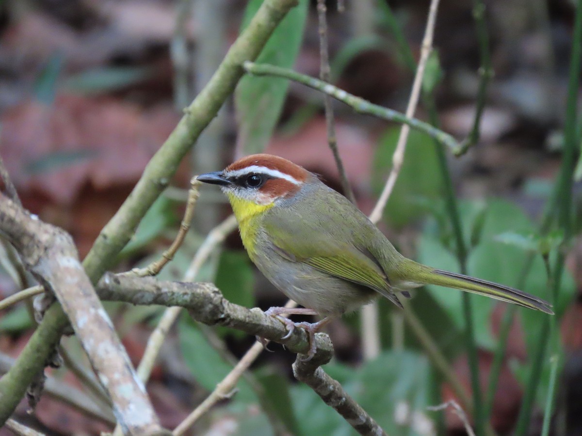 Rufous-capped Warbler (rufifrons Group) - ML148041561