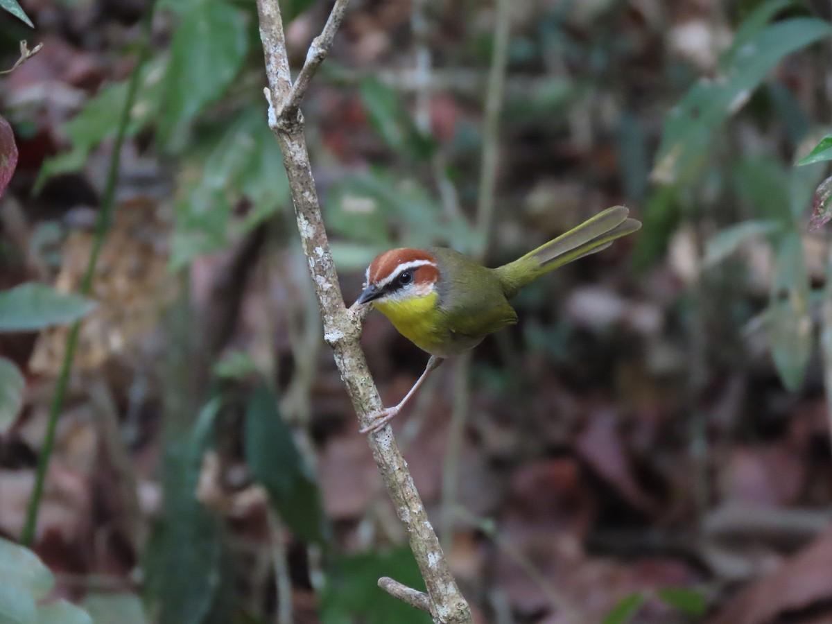 Rufous-capped Warbler (rufifrons Group) - ML148041571