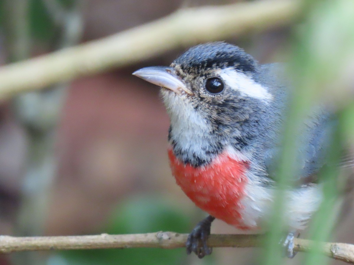 Red-breasted Chat - ML148041771