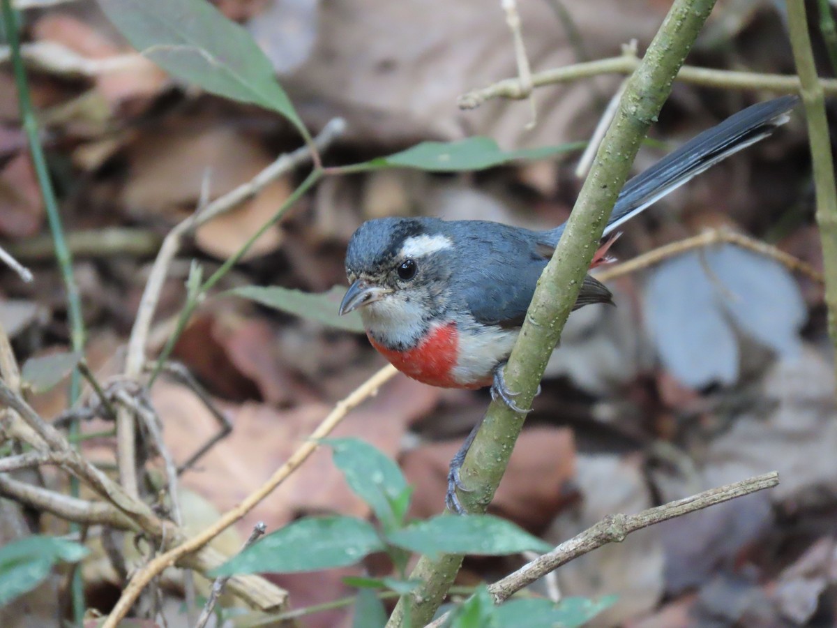 Red-breasted Chat - ML148041781