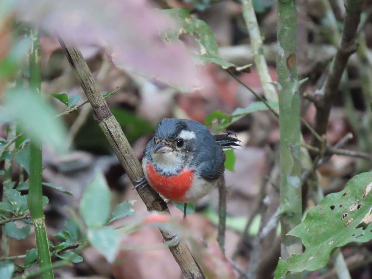 Red-breasted Chat - ML148041791