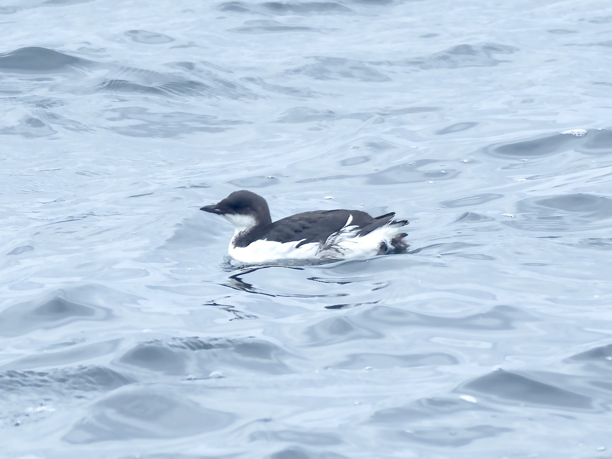 Thick-billed Murre - Brian Hoffe