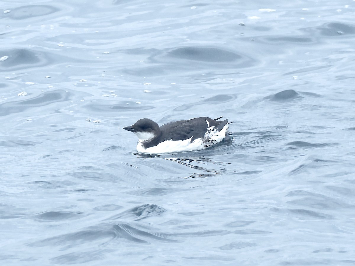 Thick-billed Murre - Brian Hoffe