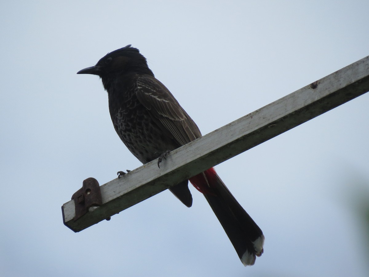 Red-vented Bulbul - ML148047481