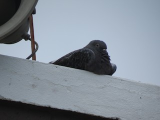 Rock Pigeon (Feral Pigeon), ML148047901