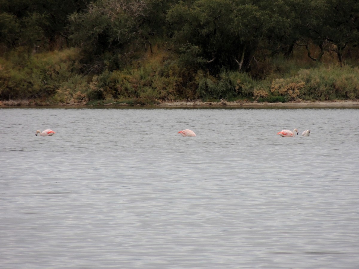 Chilean Flamingo - ML148048401
