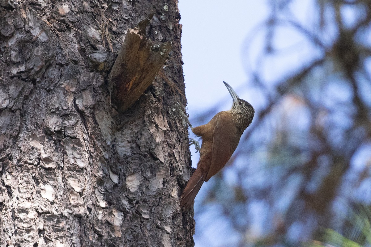 Strong-billed Woodcreeper - Cory Gregory