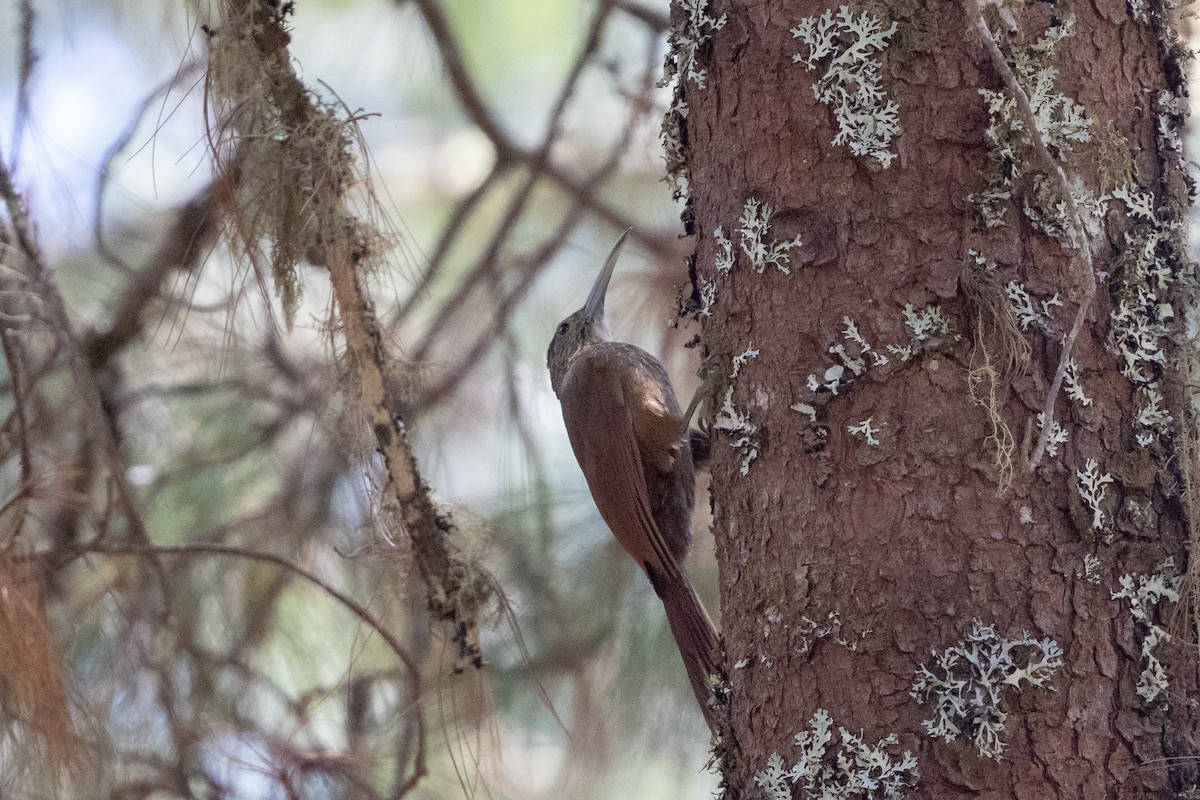 Strong-billed Woodcreeper - ML148048661