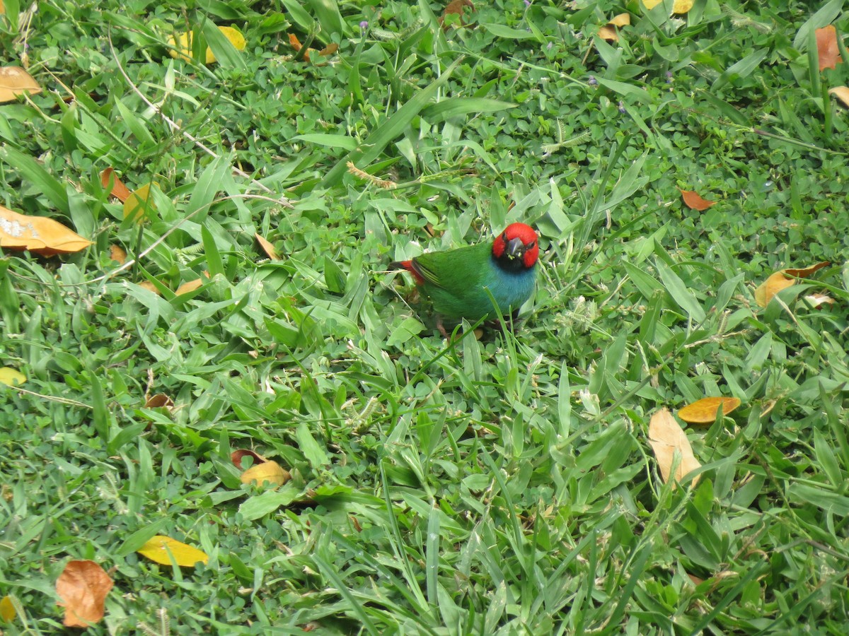 Fiji Parrotfinch - Christian Cholette