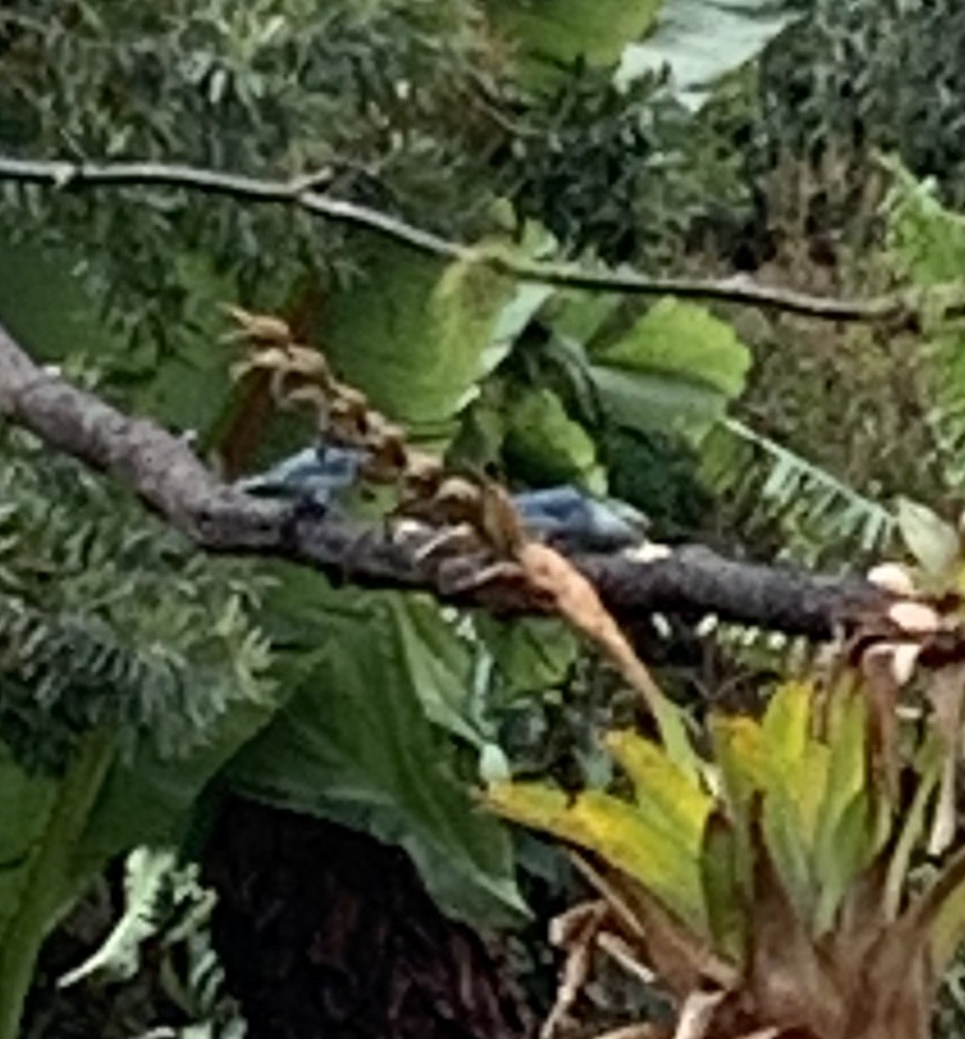 Blue-gray Tanager - ML148052231