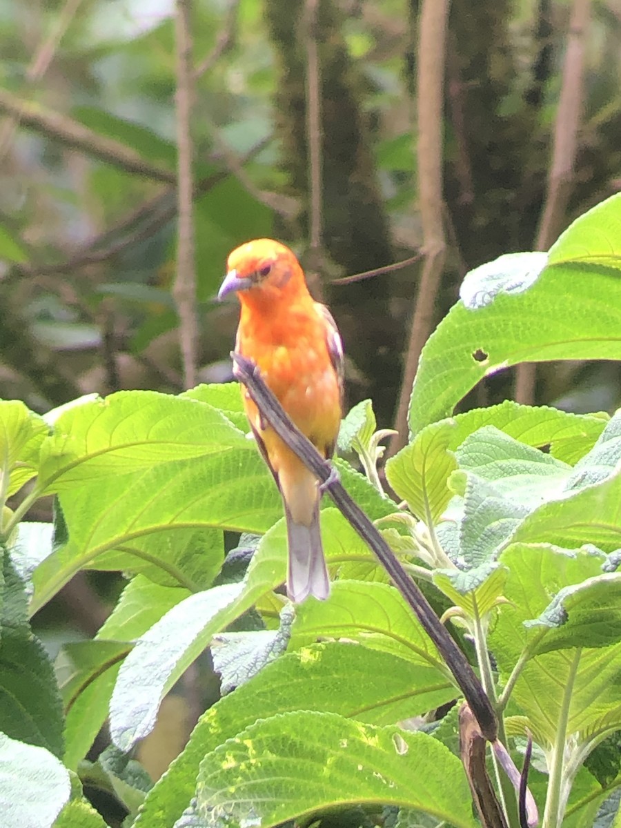 Flame-colored Tanager - ML148052581