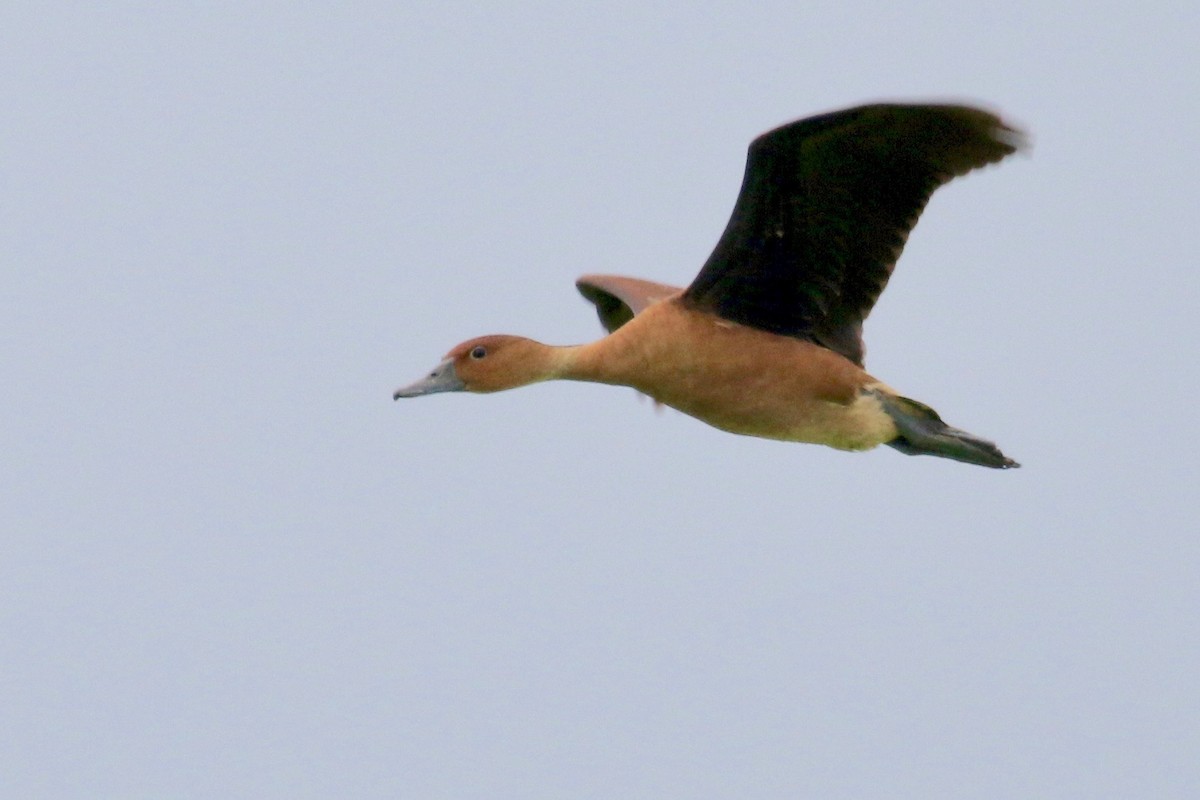 Fulvous Whistling-Duck - Gil Ewing