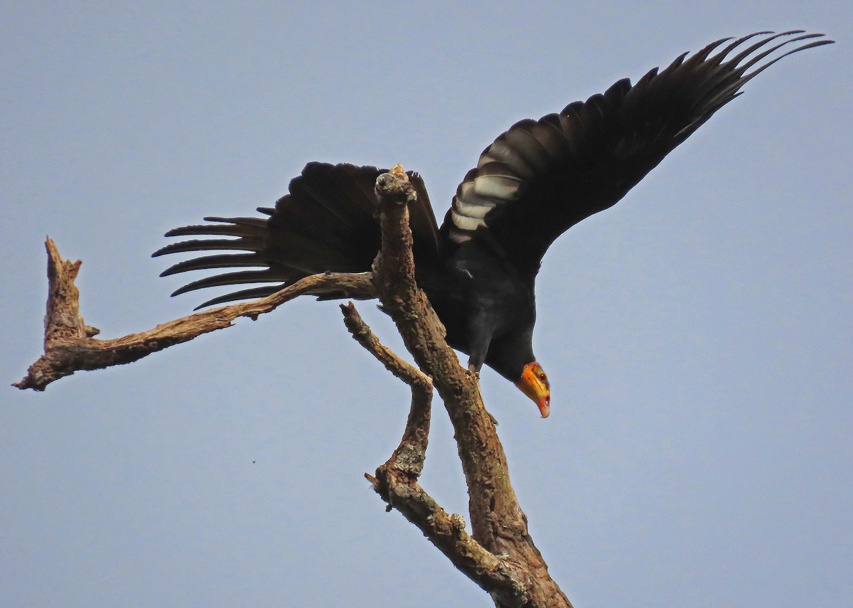 Greater Yellow-headed Vulture - Mark Amershek